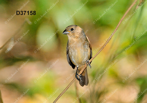 Double-collared Seedeater (Sporophila caerulescens)